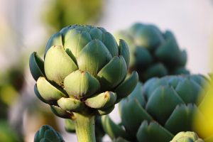 Carciofo, un aiuto per colesterolo e trigliceridi