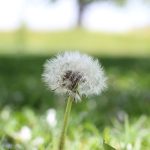 Allergie ai pollini? Mangia bene e guardati dentro