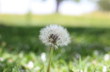 Allergie ai pollini? Mangia bene e guardati dentro