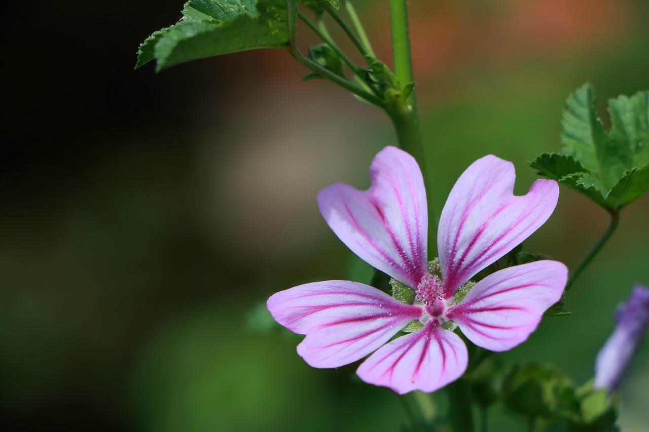 Malva, perché è utile averla in casa