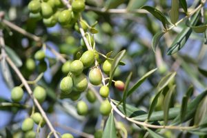 Olio extravergine di oliva per proteggere il cervello