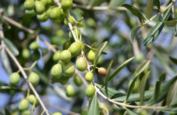 Olio extravergine di oliva per proteggere il cervello