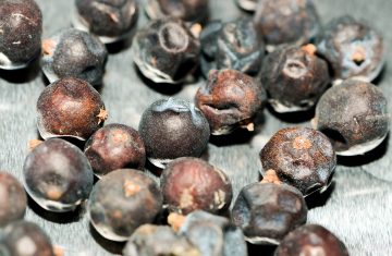 Le proprietà digestive, antisettiche e ‘illuminanti’ del Ginepro