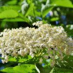 Sambuco per ridurre i sintomi dell’influenza