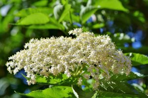 Sambuco per ridurre i sintomi dell’influenza
