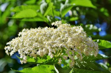 Sambuco per ridurre i sintomi dell’influenza