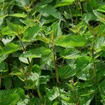 Rigenerati in primavera con l'ortica