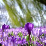 4 buoni propositi per la primavera