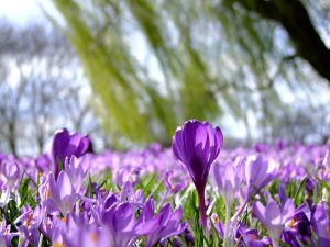 4 buoni propositi per la primavera