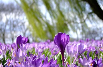 4 buoni propositi per la primavera