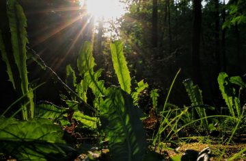 Insalata di campo per stimolare il fegato