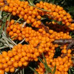 Vitalità e bellezza con l’olivello spinoso
