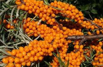 Vitalità e bellezza con l’olivello spinoso