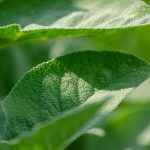 Salutistica salvia
