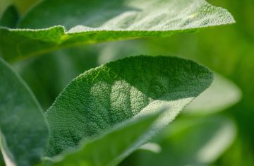 Salutistica salvia