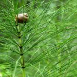 Equiseto, un alleato per capelli e unghie