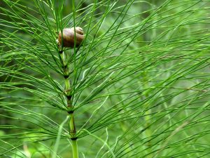 Equiseto, un alleato per capelli e unghie