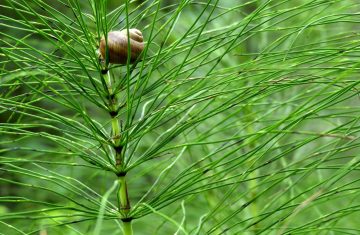 Equiseto, un alleato per capelli e unghie