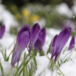 Rinforza il fegato per spazzar via le tossine dell’inverno