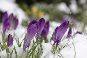 Rinforza il fegato per spazzar via le tossine dell’inverno