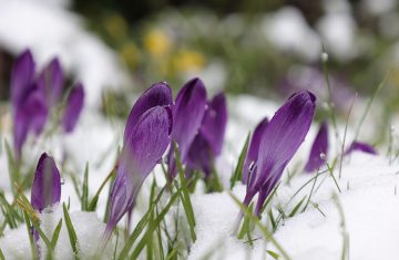 Rinforza il fegato per spazzar via le tossine dell’inverno