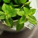 Menta, una pianta dai validi poteri medicinali