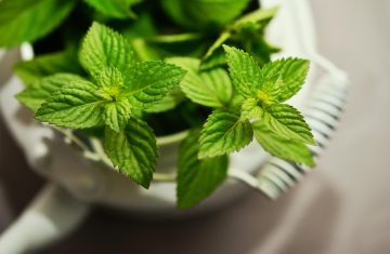 Menta, una pianta dai validi poteri medicinali