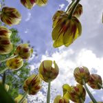 21 Marzo, la primavera vista da una formica