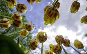 21 Marzo, la primavera vista da una formica