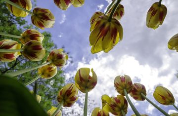 21 Marzo, la primavera vista da una formica