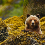 orso