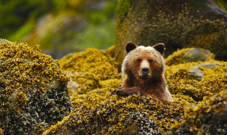 orso