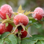 bacche di rosa canina