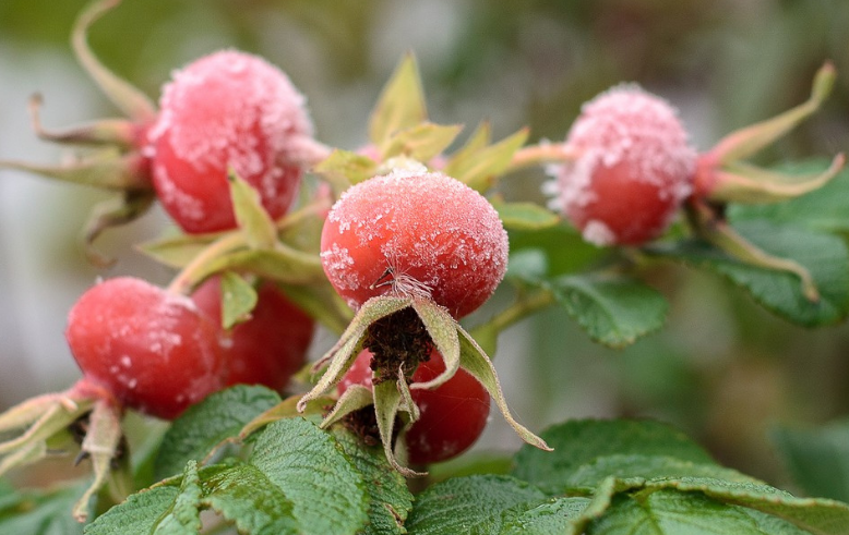 bacche di rosa canina