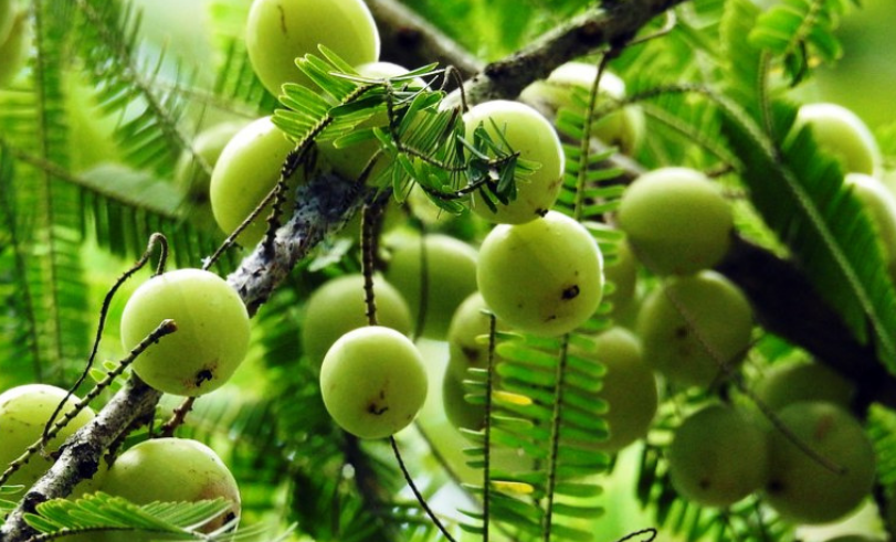 Amla, una pianta sacra dai molti possiili utilizzi