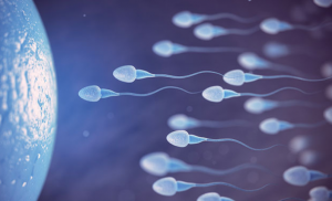 Metformina pre-concepimento e malformazioni genitali nascituri