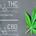 Cannabis risorsa importante per la cura di tumori e altre gravi patologie