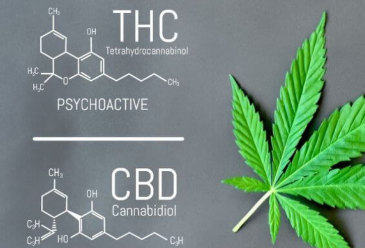 Cannabis risorsa importante per la cura di tumori e altre gravi patologie