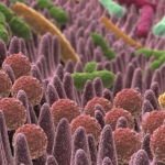Non sei tu a scegliere cosa mangiare, ma i batteri del tuo intestino