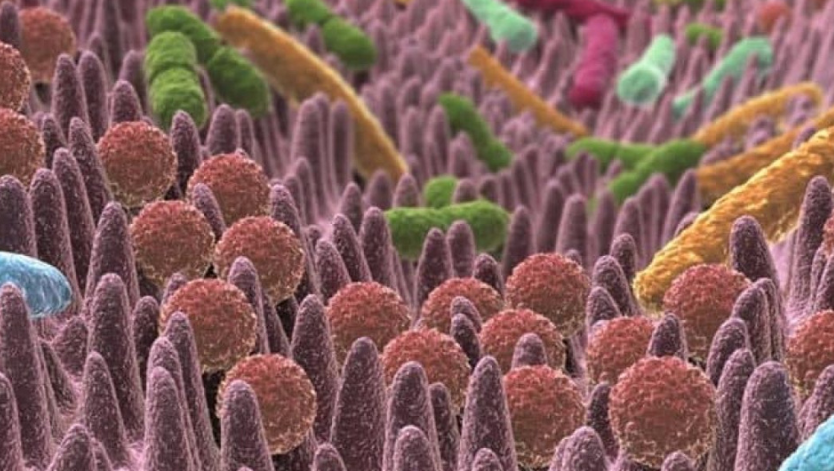 Non sei tu a scegliere cosa mangiare, ma i batteri del tuo intestino