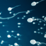 Scende il peso, aumentano gli spermatozoi