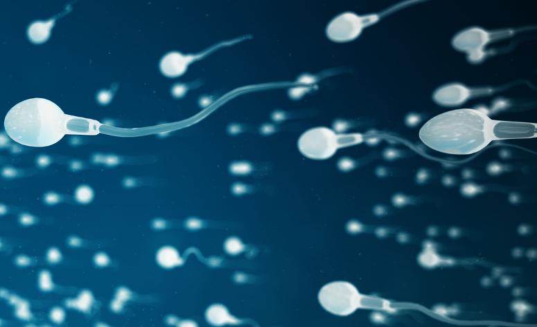 Scende il peso, aumentano gli spermatozoi
