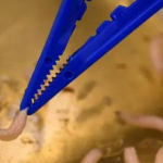 Larve di mosca verde per la cura di ferite infette, un’antica terapia torna in auge