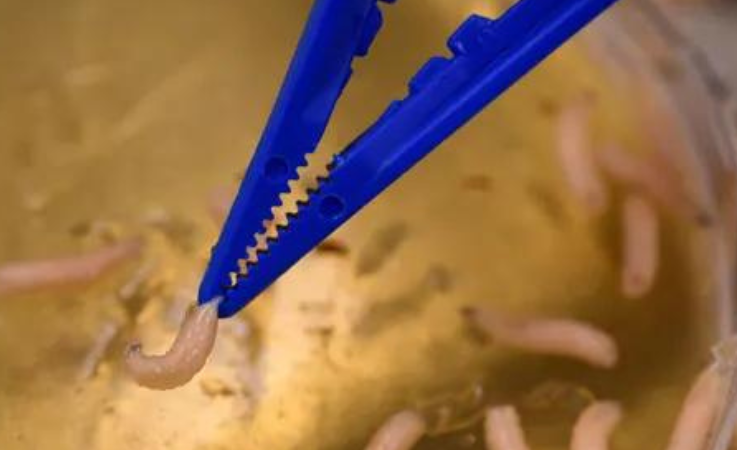 Larve di mosca verde per la cura di ferite infette, un’antica terapia torna in auge