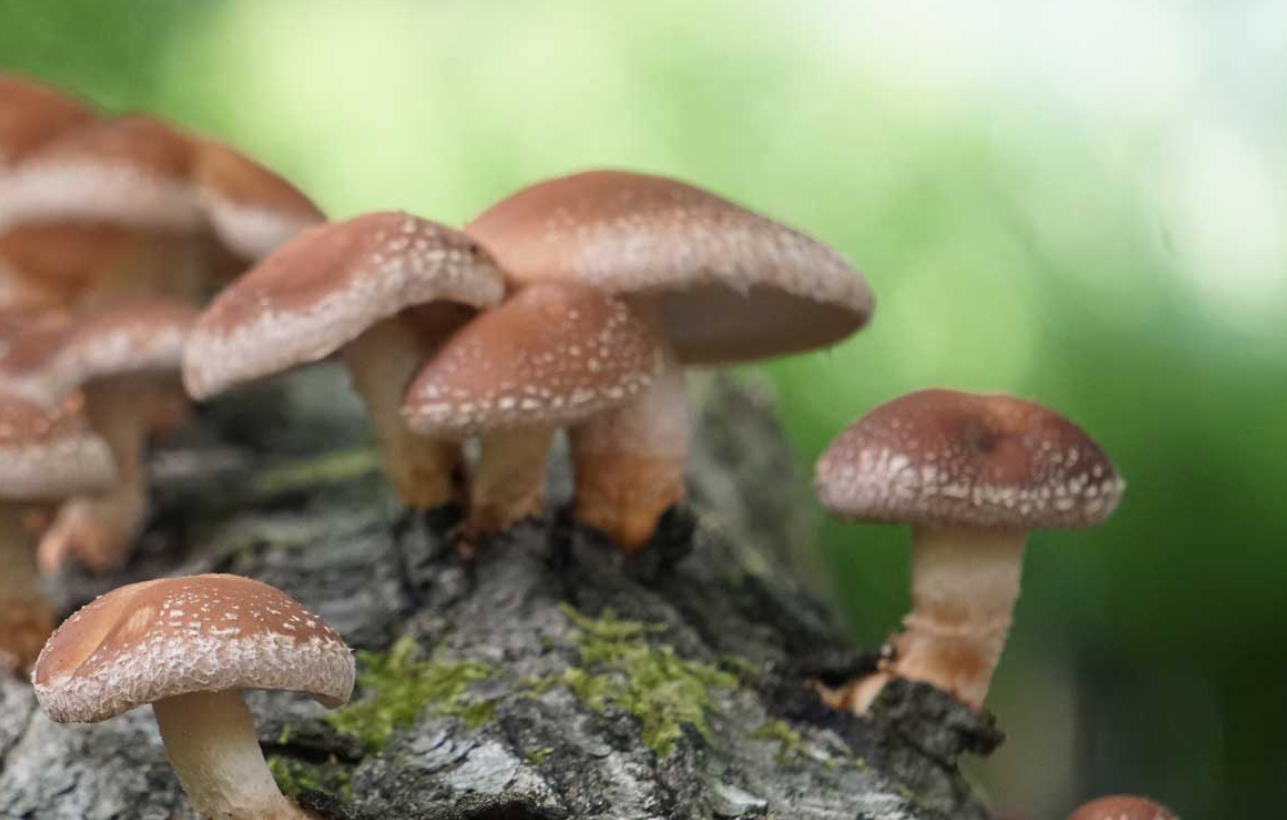 Fungo shiitake favorisce eliminazione infezione da HPV