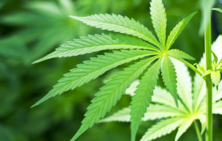 Efficacia della cannabis a pianta intera nell'epilessia pediatrica grave