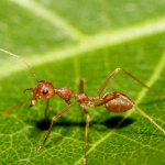 Formiche al posto dei pesticidi, studio conferma efficacia
