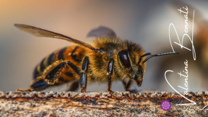 Veleno d'api, potente arma contro i tumori al seno più aggressivi (e non solo)