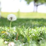 Vitamina D e rinite allergica