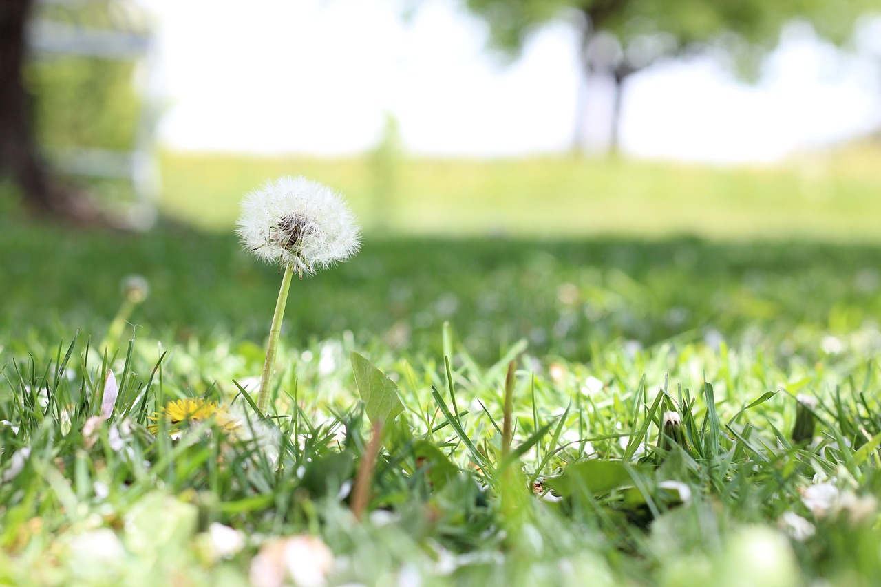 Vitamina D e rinite allergica